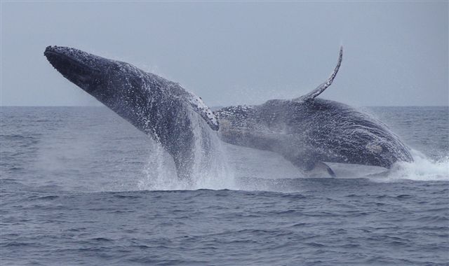 whale watching Puerto Vallarta